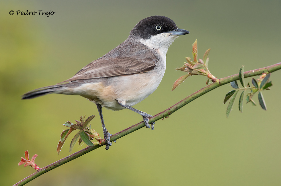 Curruca mirlona (Sylvia hortensis)